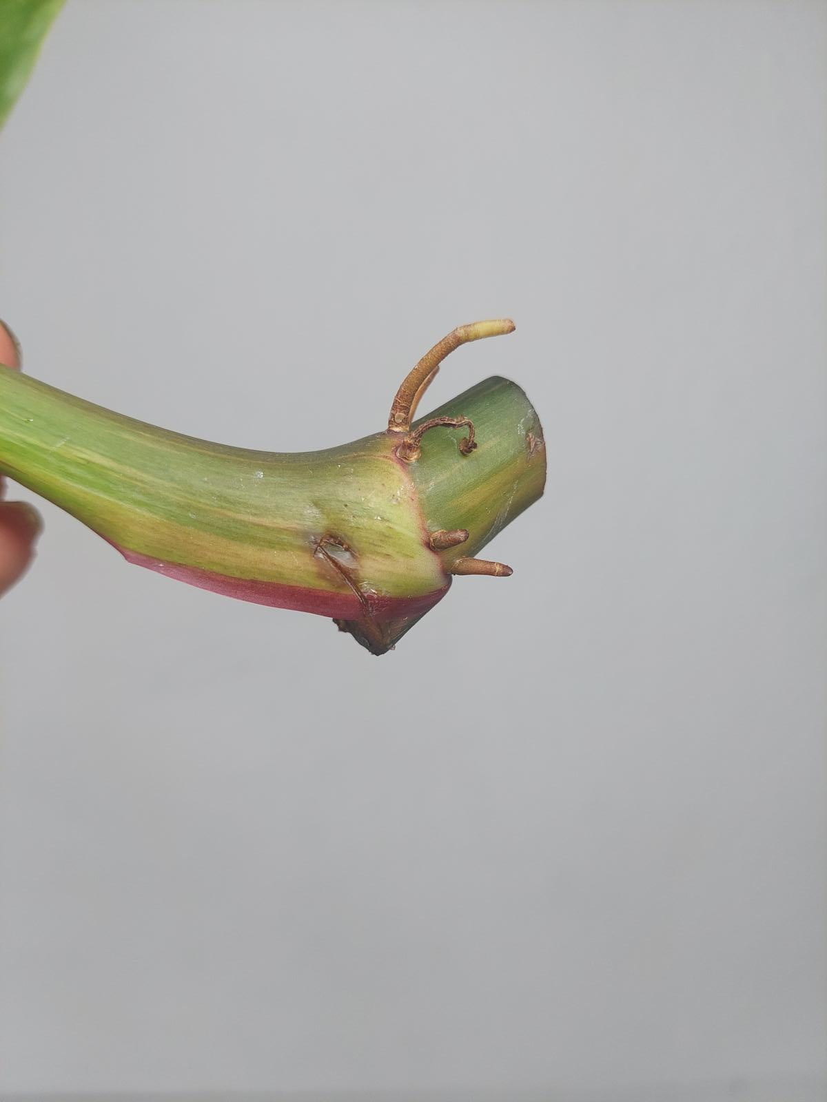 Philodendron White Princess Aurea Tricolor Steckling