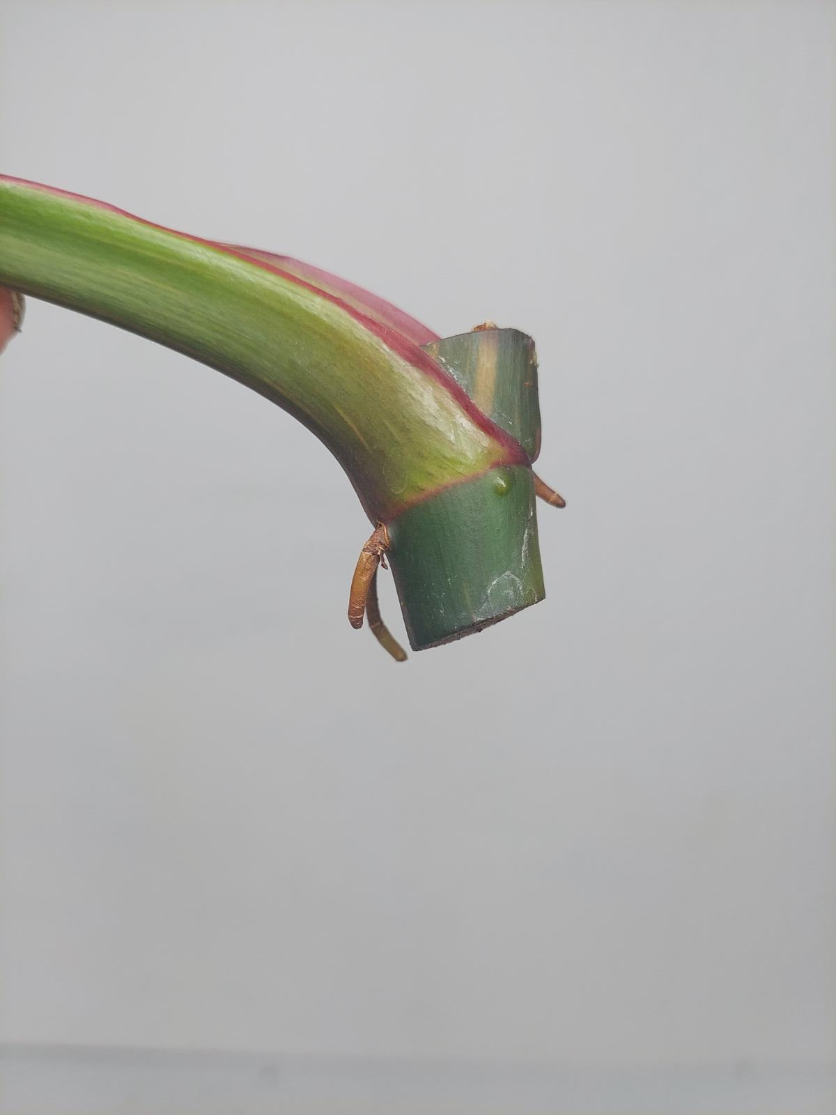 Philodendron White Princess Aurea Tricolor Steckling