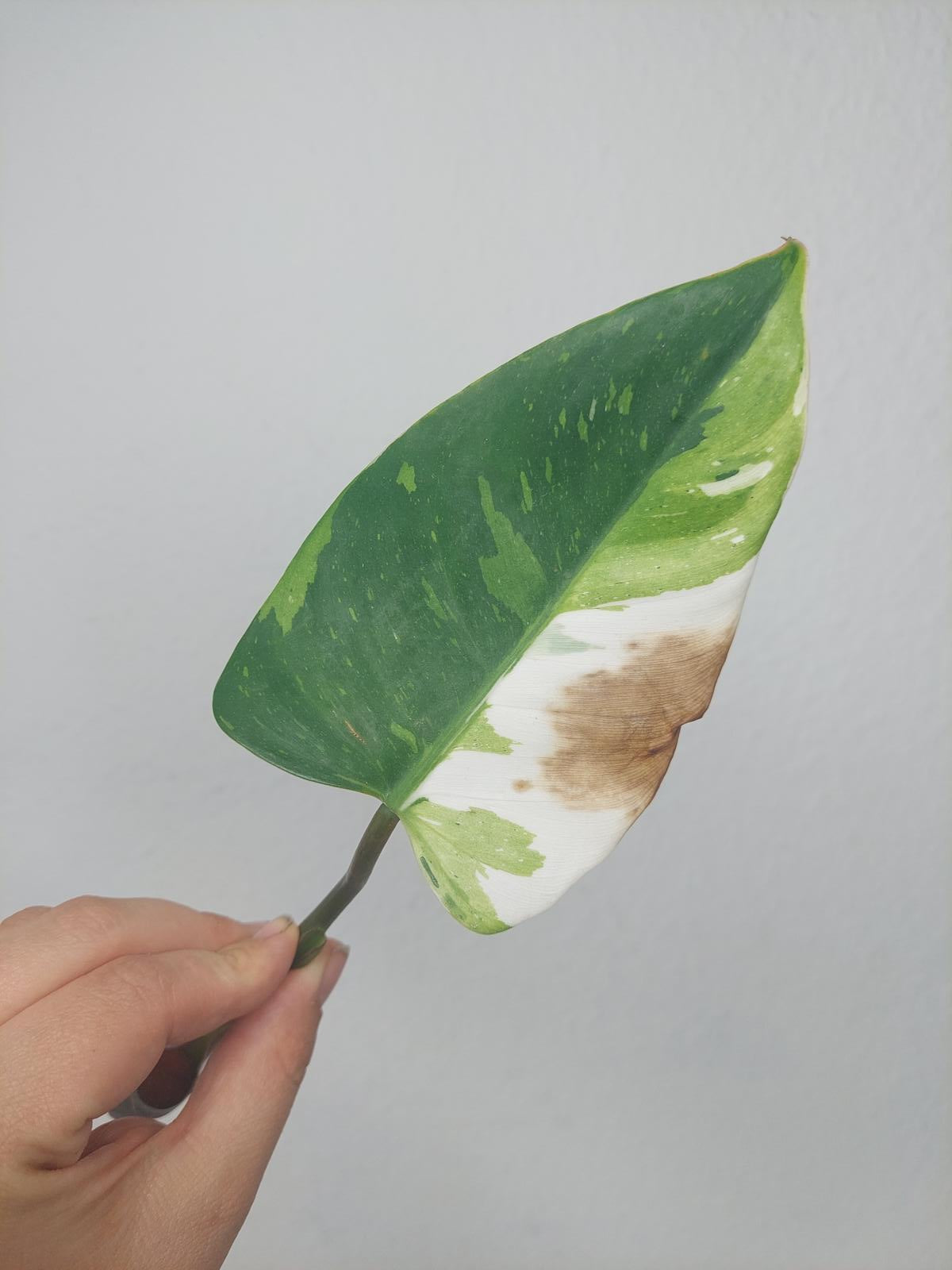 Philodendron White Princess Aurea Tricolor Steckling