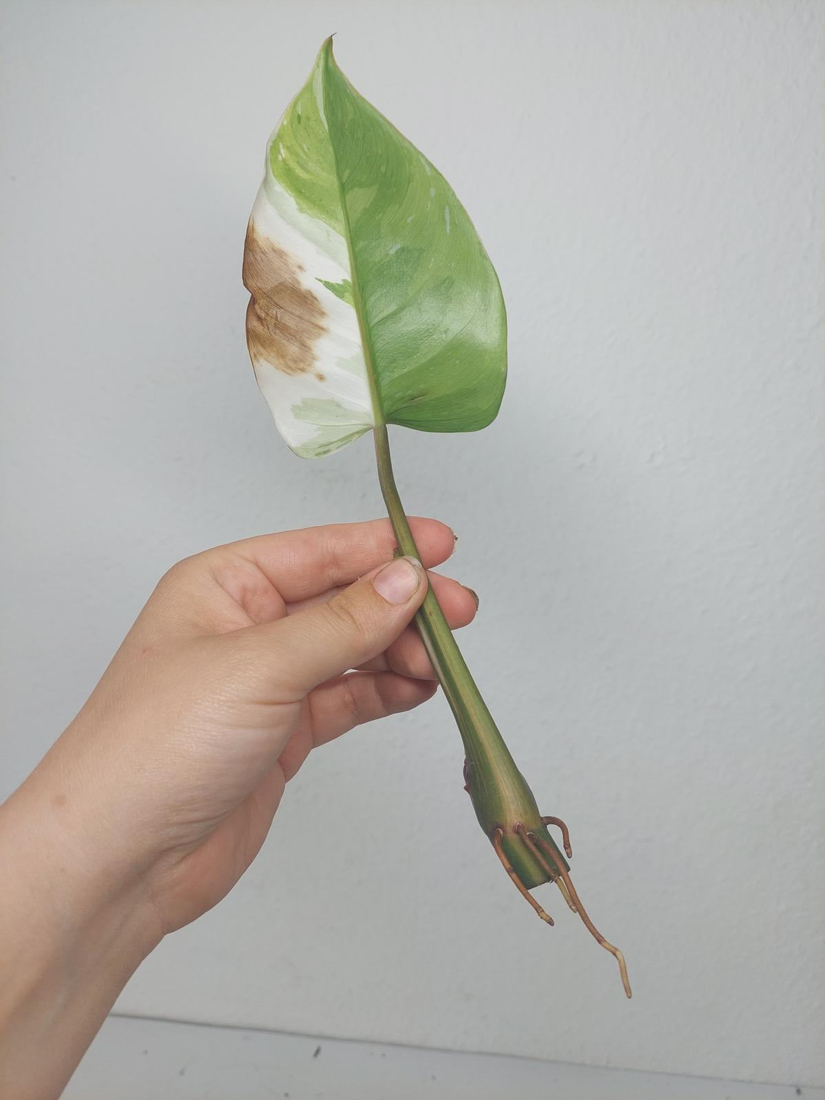 Philodendron White Princess Aurea Tricolor Steckling