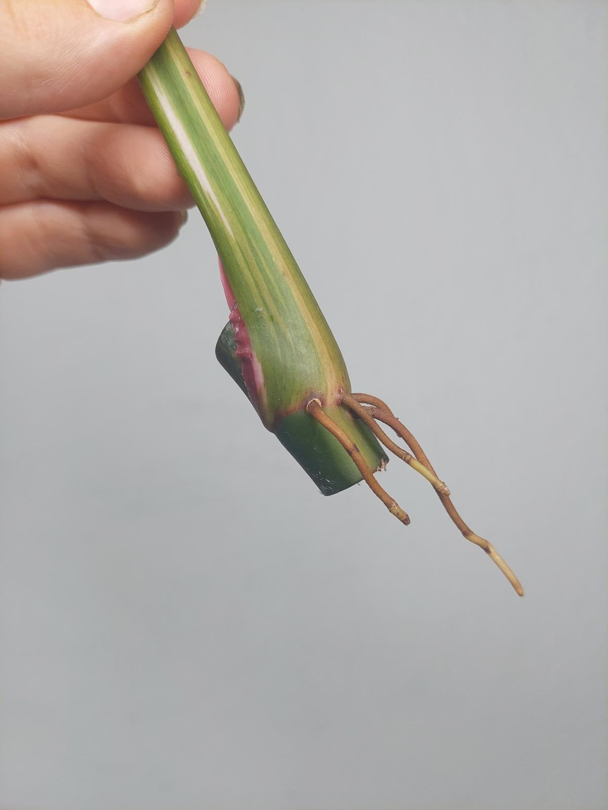 Philodendron White Princess Aurea Tricolor Steckling