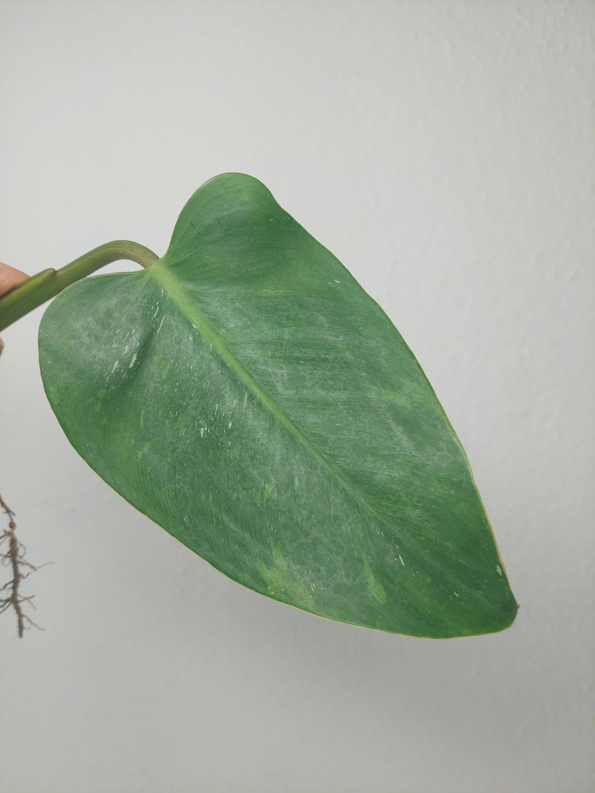 Philodendron White Princess Aurea Tricolor Steckling
