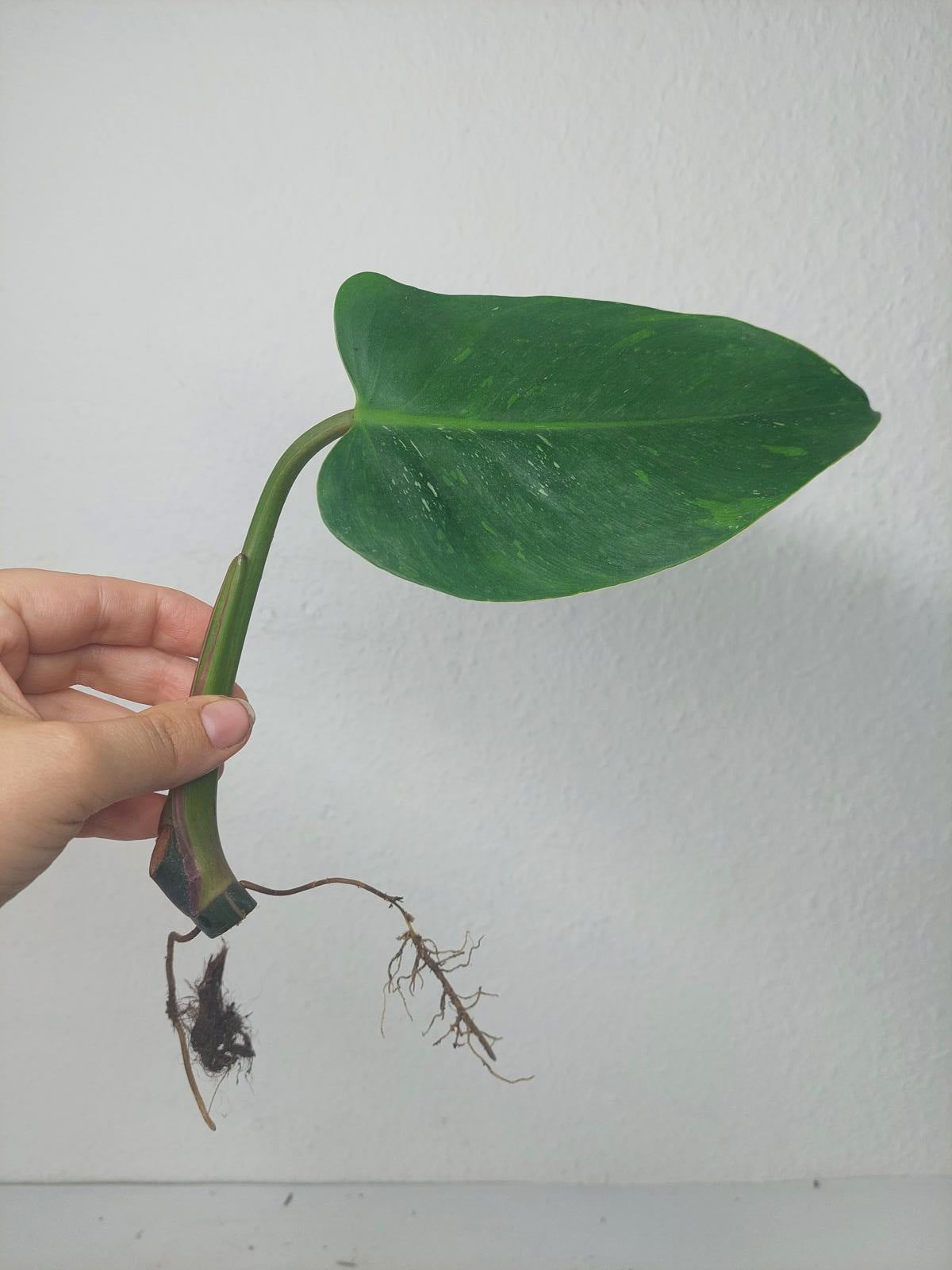 Philodendron White Princess Aurea Tricolor Steckling