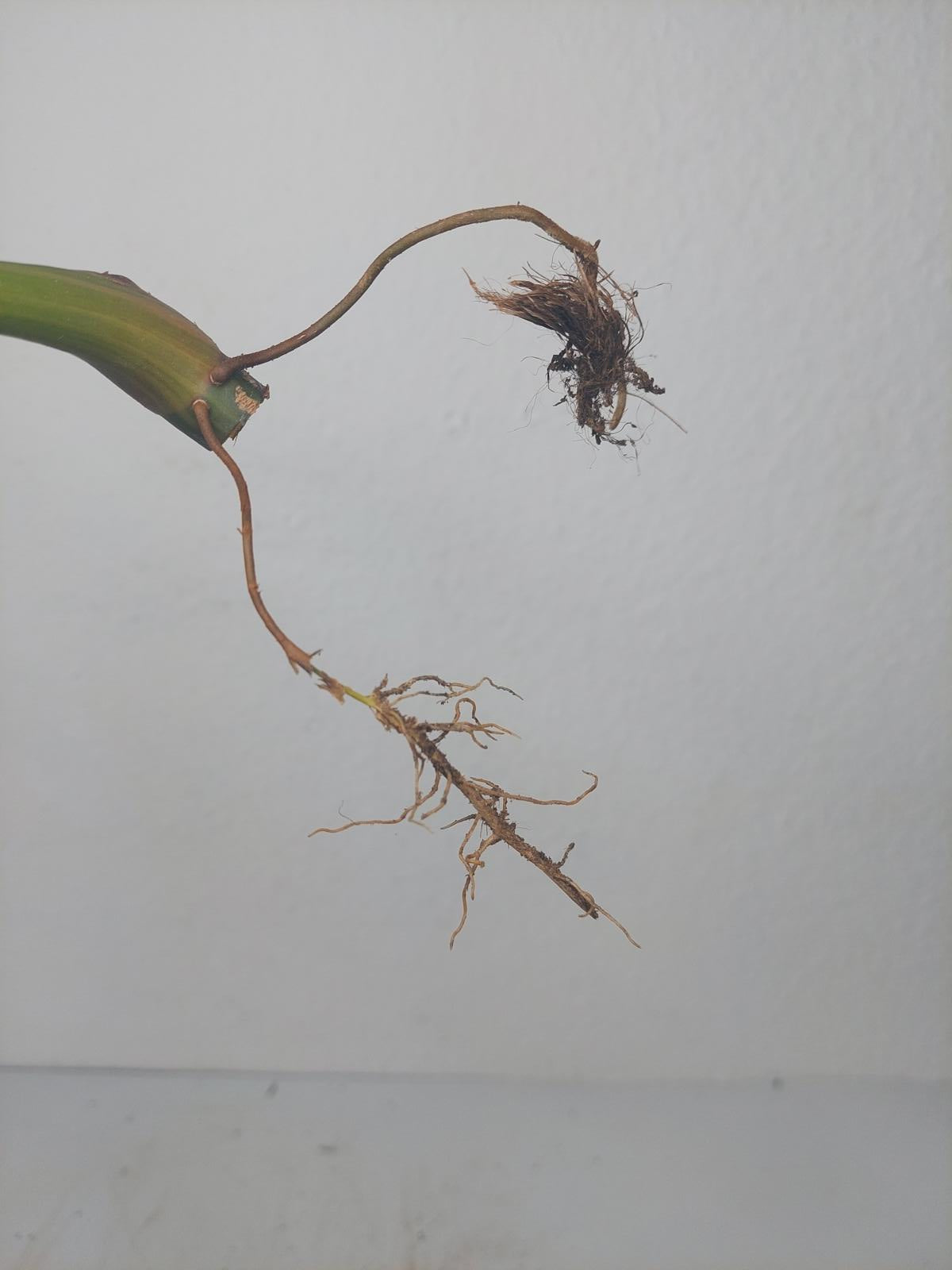 Philodendron White Princess Aurea Tricolor Steckling