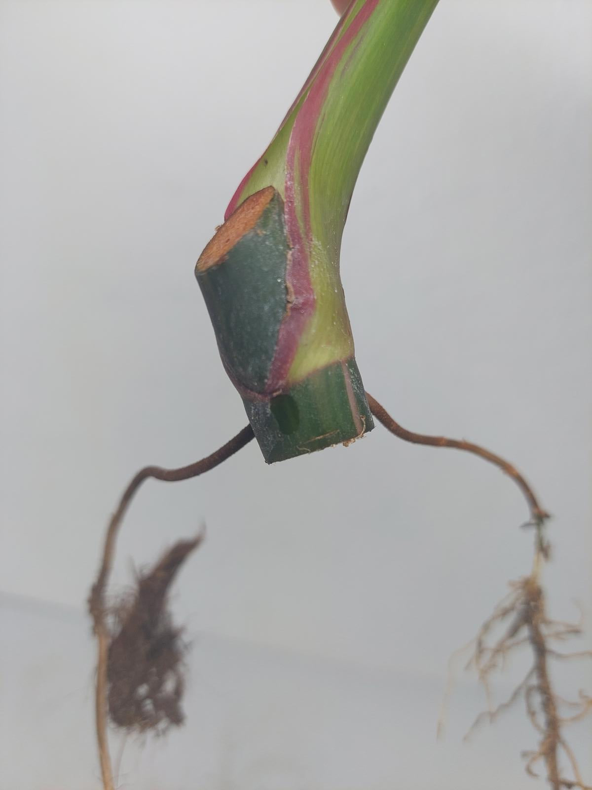 Philodendron White Princess Aurea Tricolor Steckling