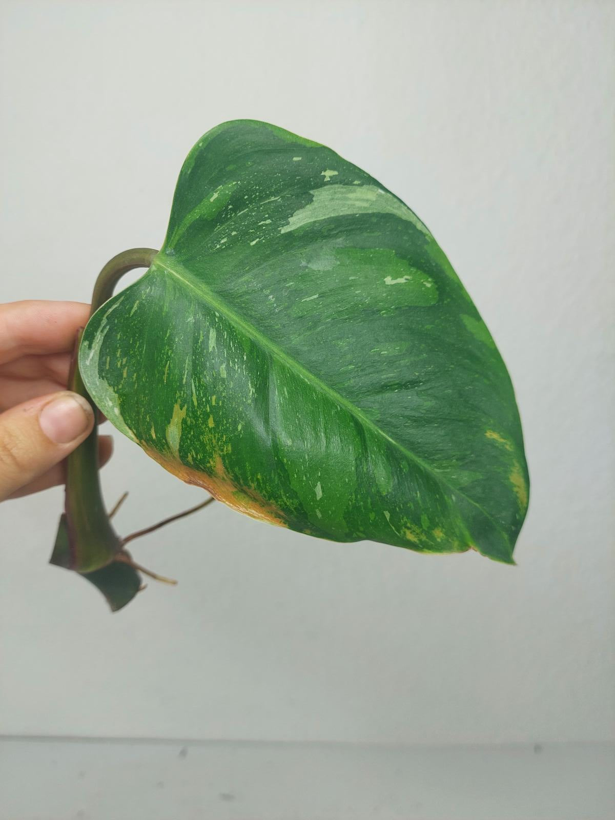 Philodendron White Princess Aurea Tricolor Steckling