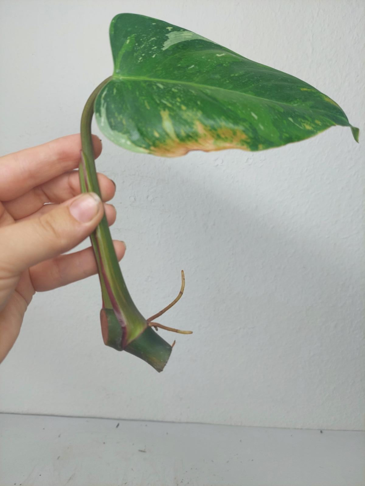 Philodendron White Princess Aurea Tricolor Steckling