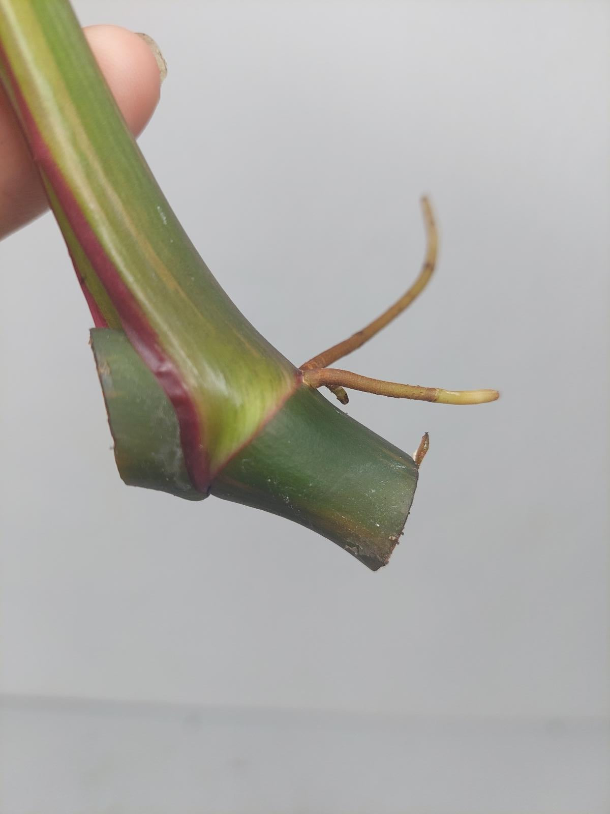 Philodendron White Princess Aurea Tricolor Steckling