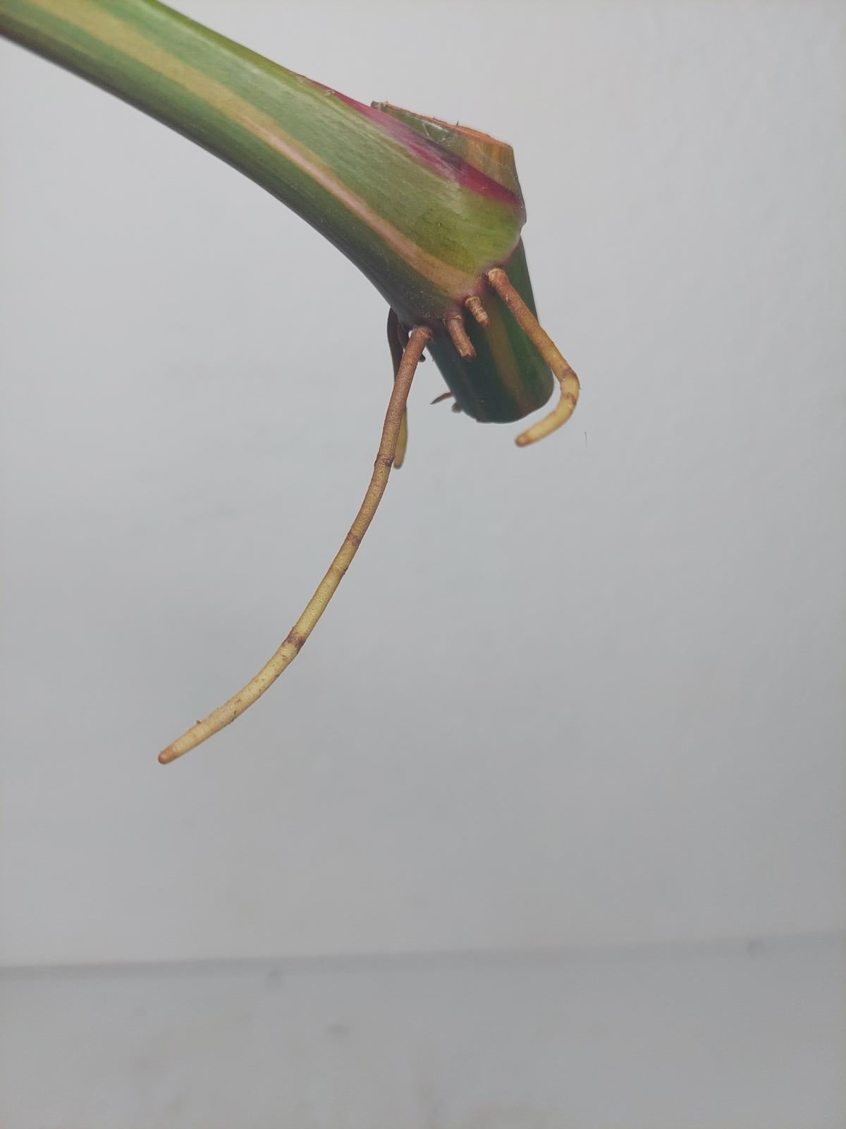 Philodendron White Princess Aurea Tricolor Steckling