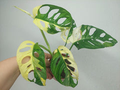 Monstera Adansonii Variegata