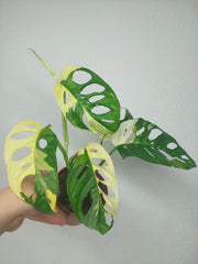 Monstera Adansonii Variegata