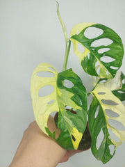 Monstera Adansonii Variegata