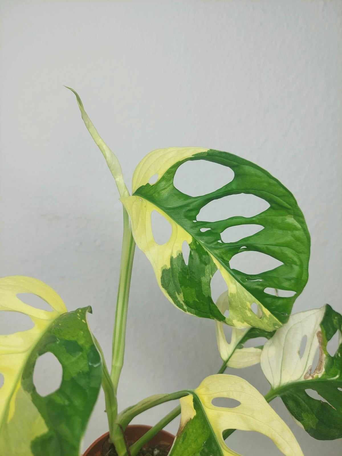 Monstera Adansonii Variegata