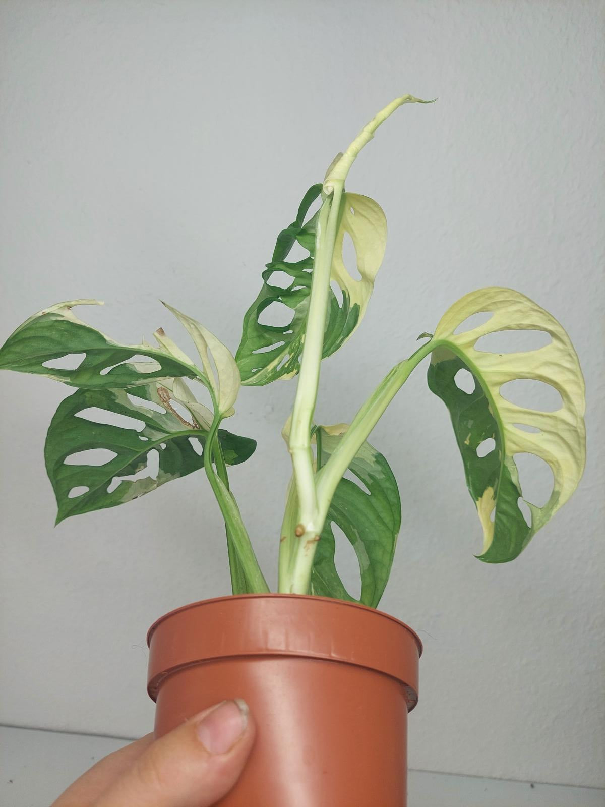 Monstera Adansonii Variegata