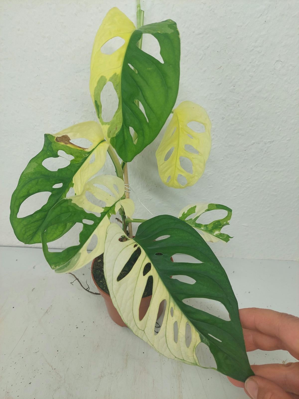 Monstera Adansonii Variegata