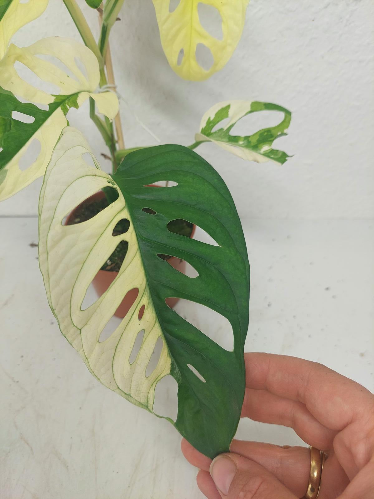 Monstera Adansonii Variegata