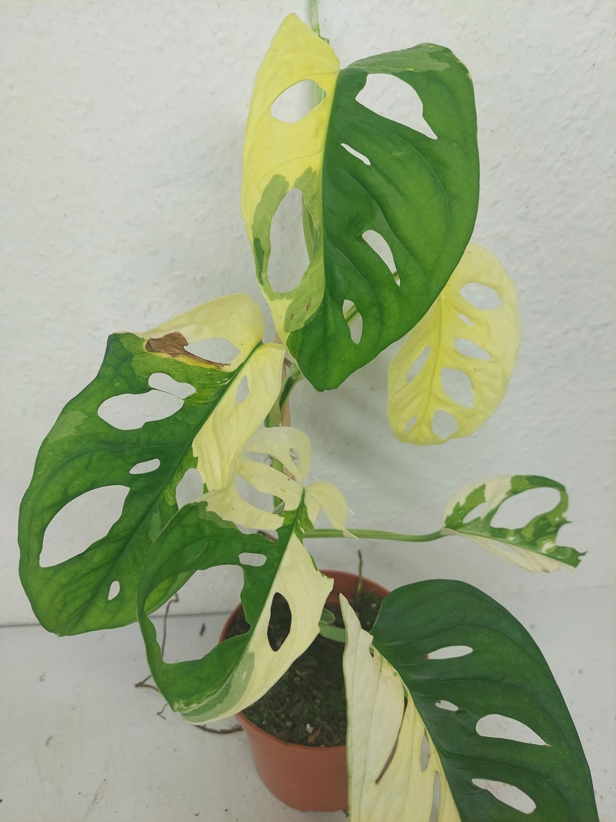 Monstera Adansonii Variegata