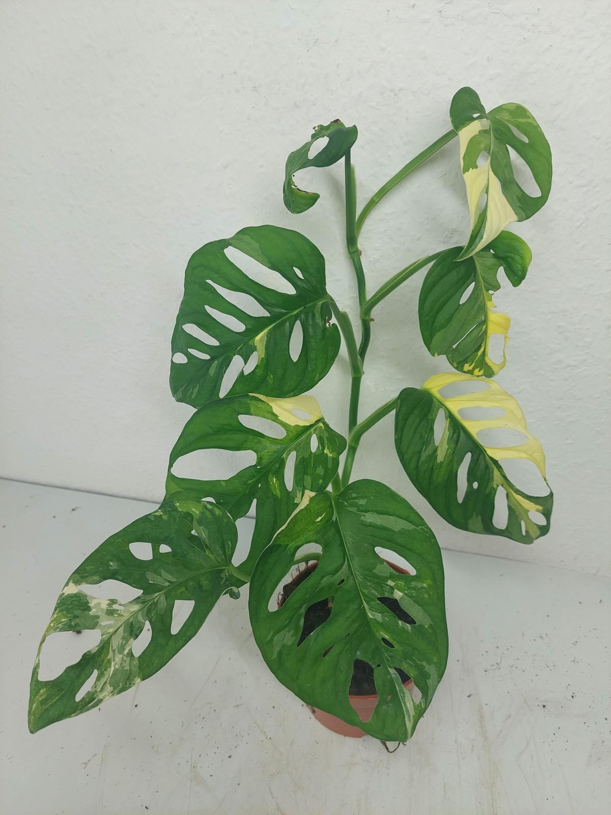 Monstera Adansonii Variegata