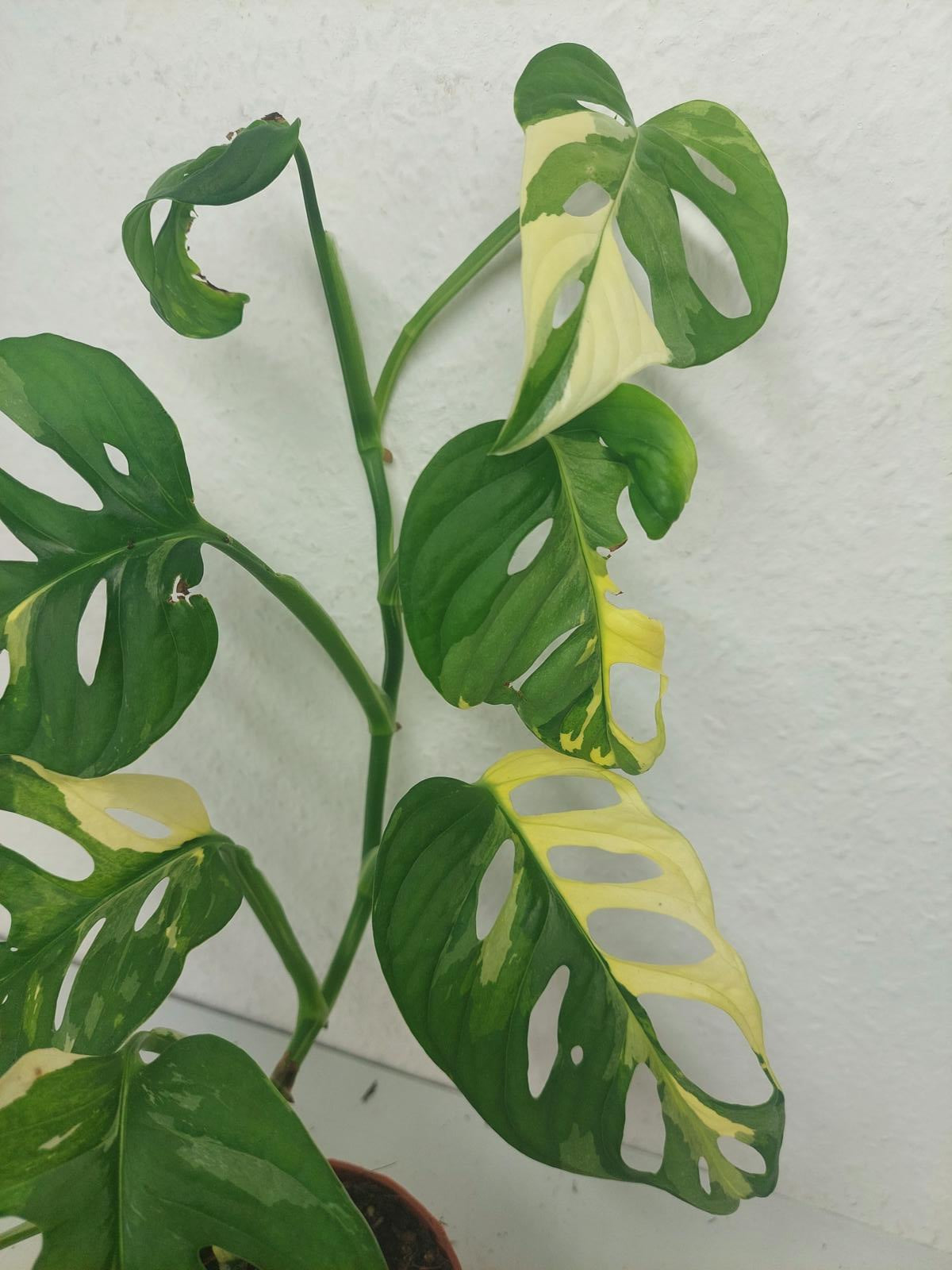 Monstera Adansonii Variegata
