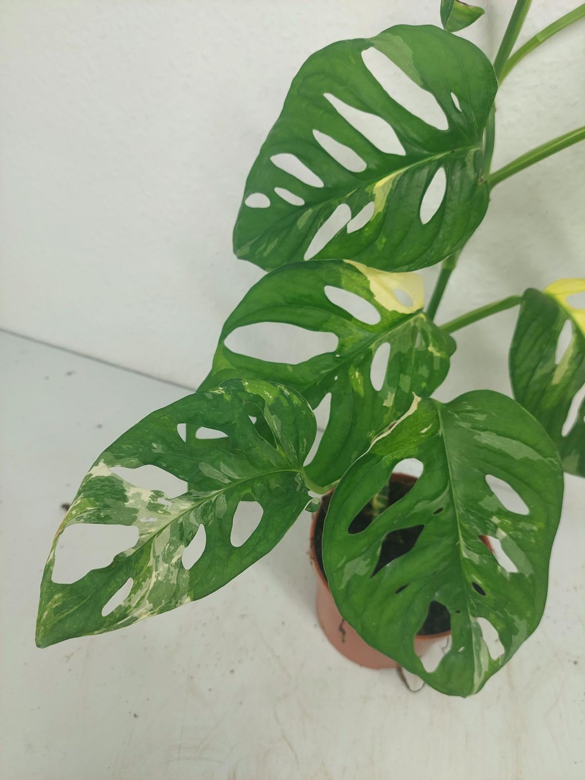 Monstera Adansonii Variegata