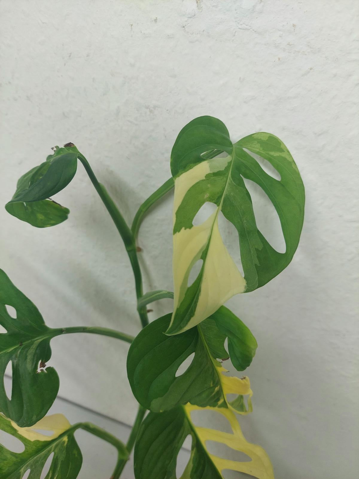 Monstera Adansonii Variegata