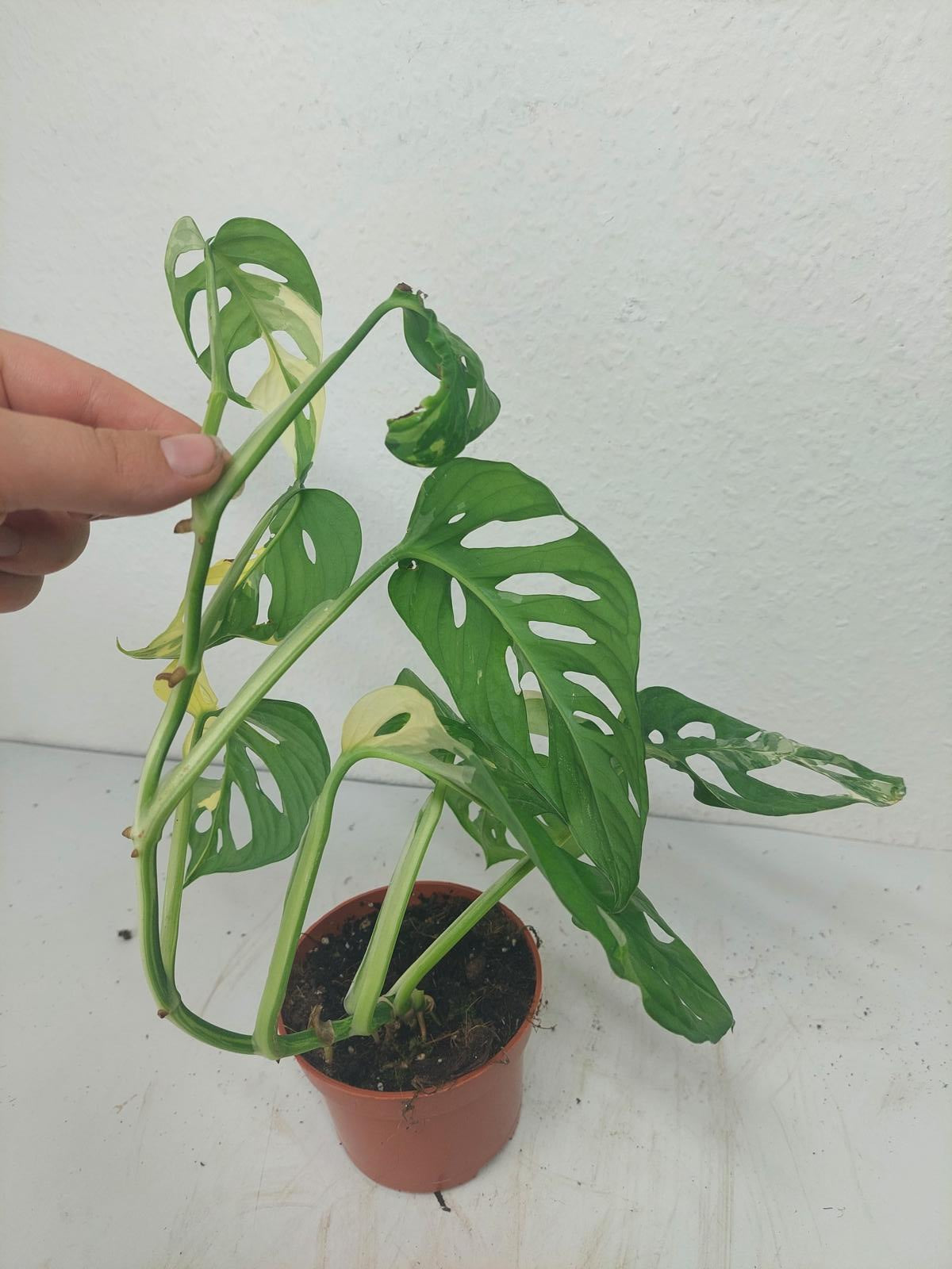 Monstera Adansonii Variegata