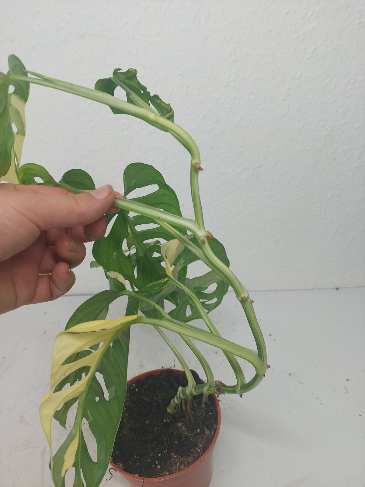 Monstera Adansonii Variegata