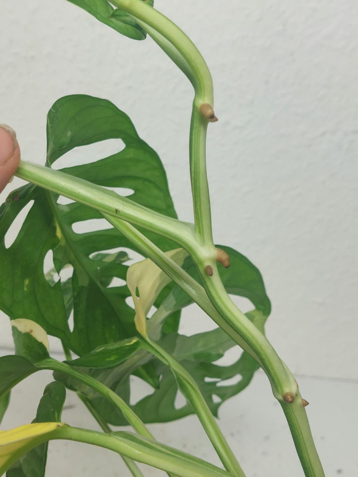 Monstera Adansonii Variegata