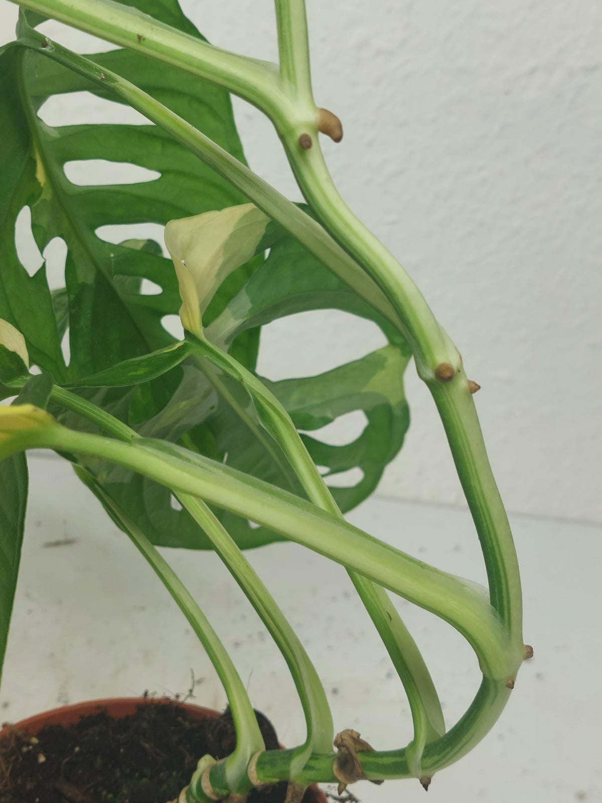 Monstera Adansonii Variegata