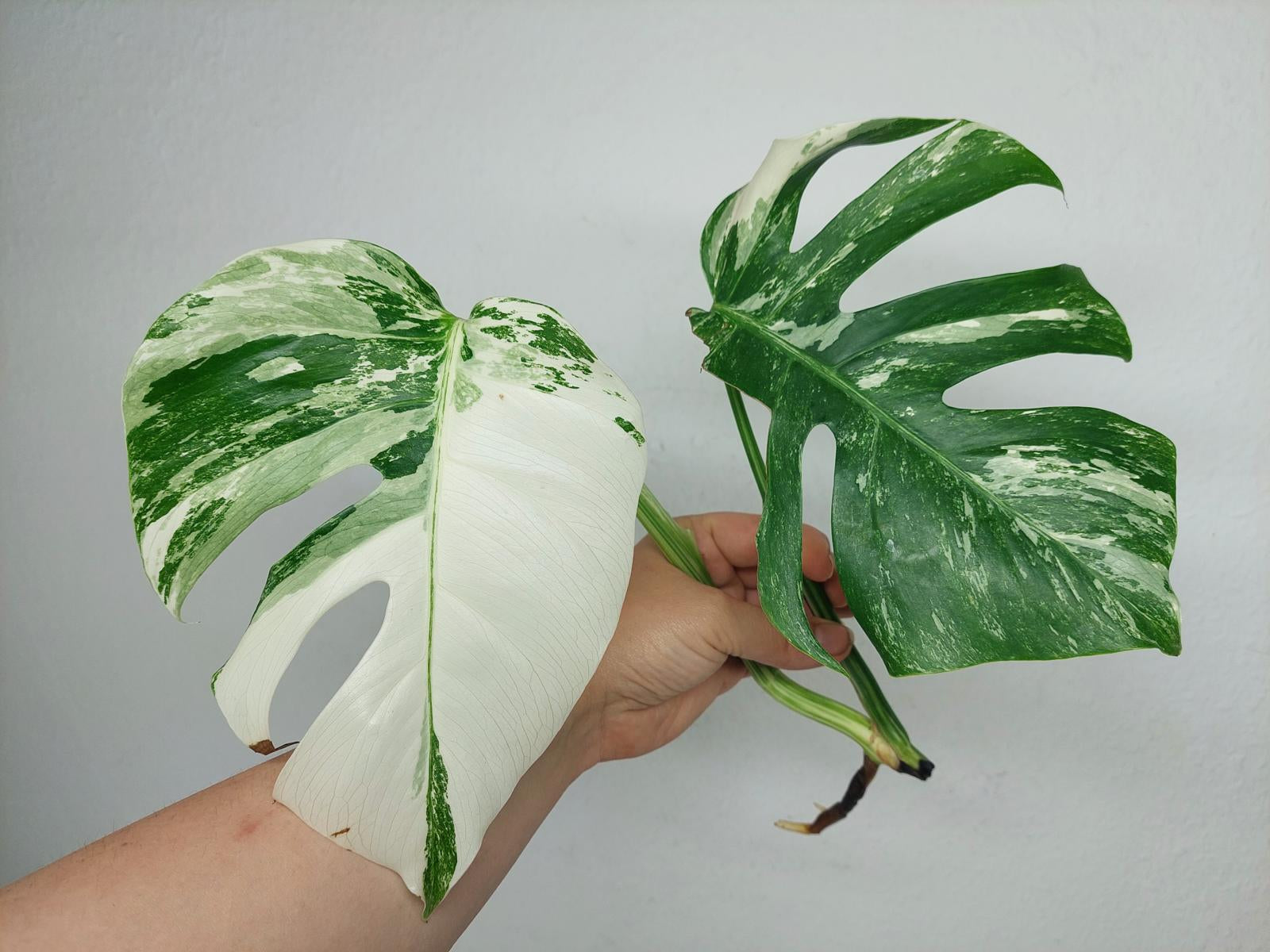 Sad Plants