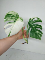 Sad Plants