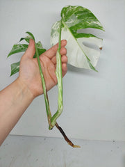 Sad Plants