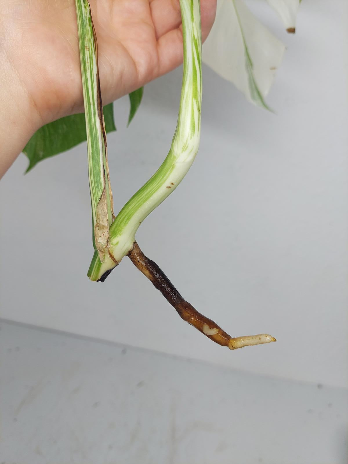Sad Plants