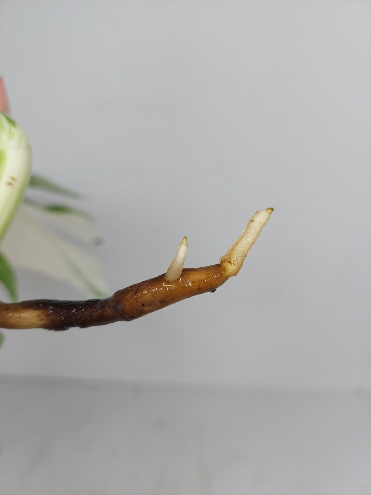 Sad Plants