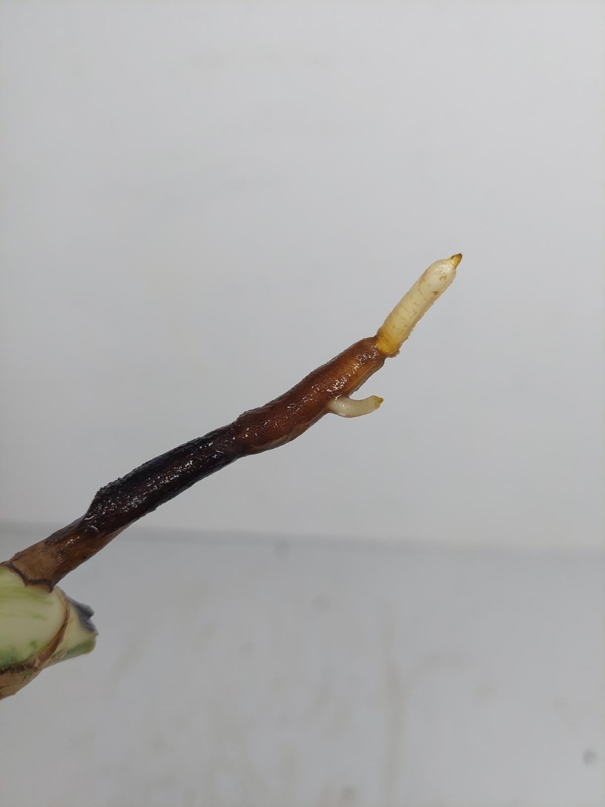 Sad Plants