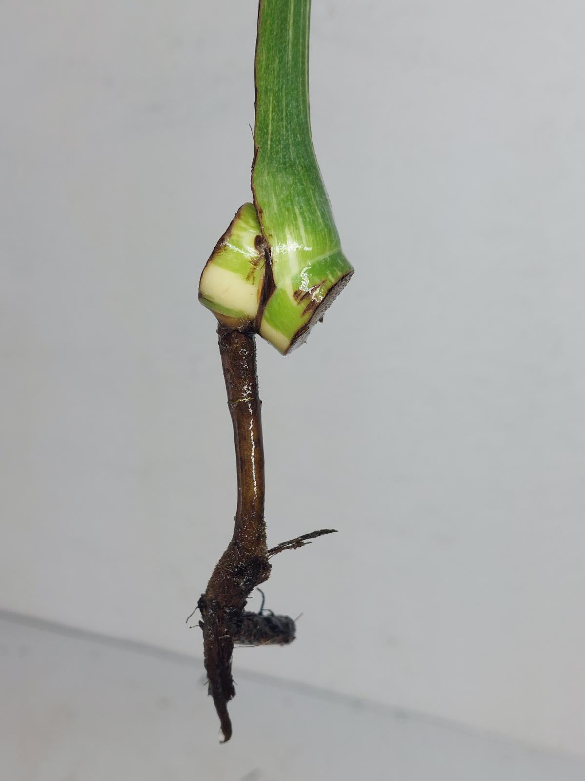 Sad Plants
