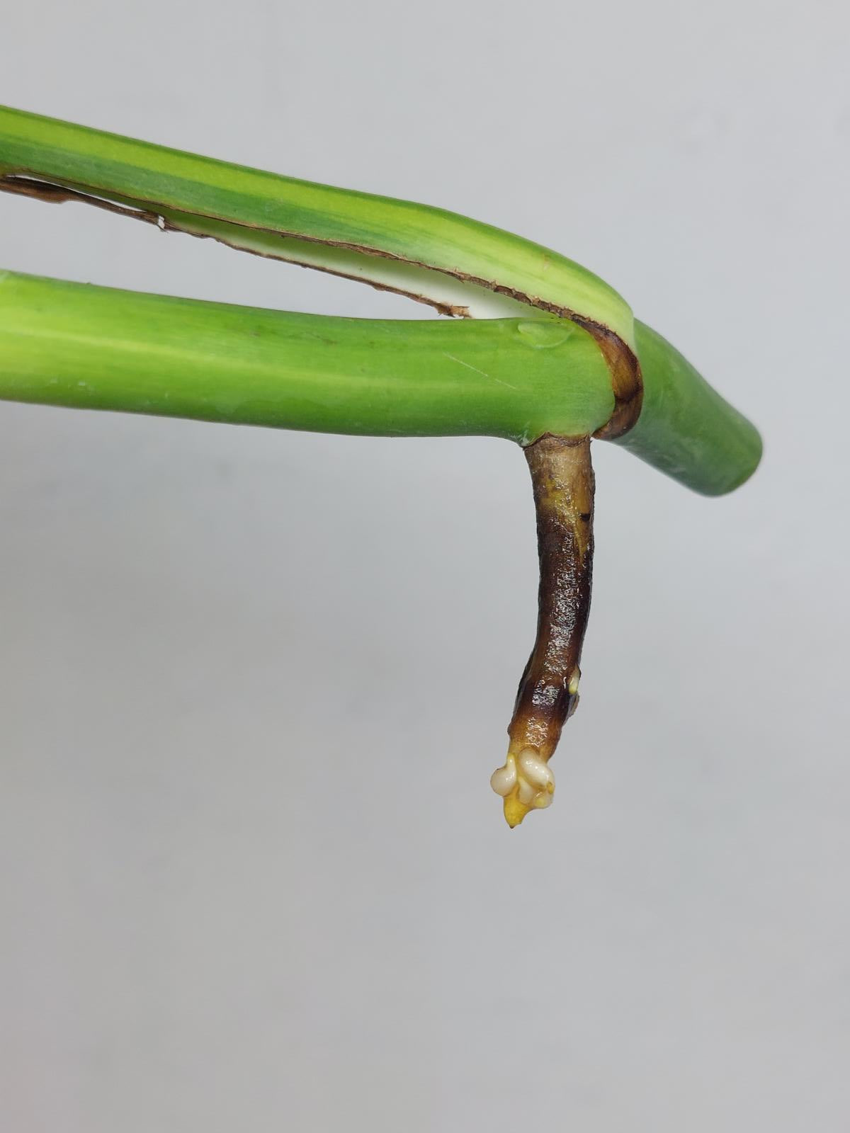 Sad Plants