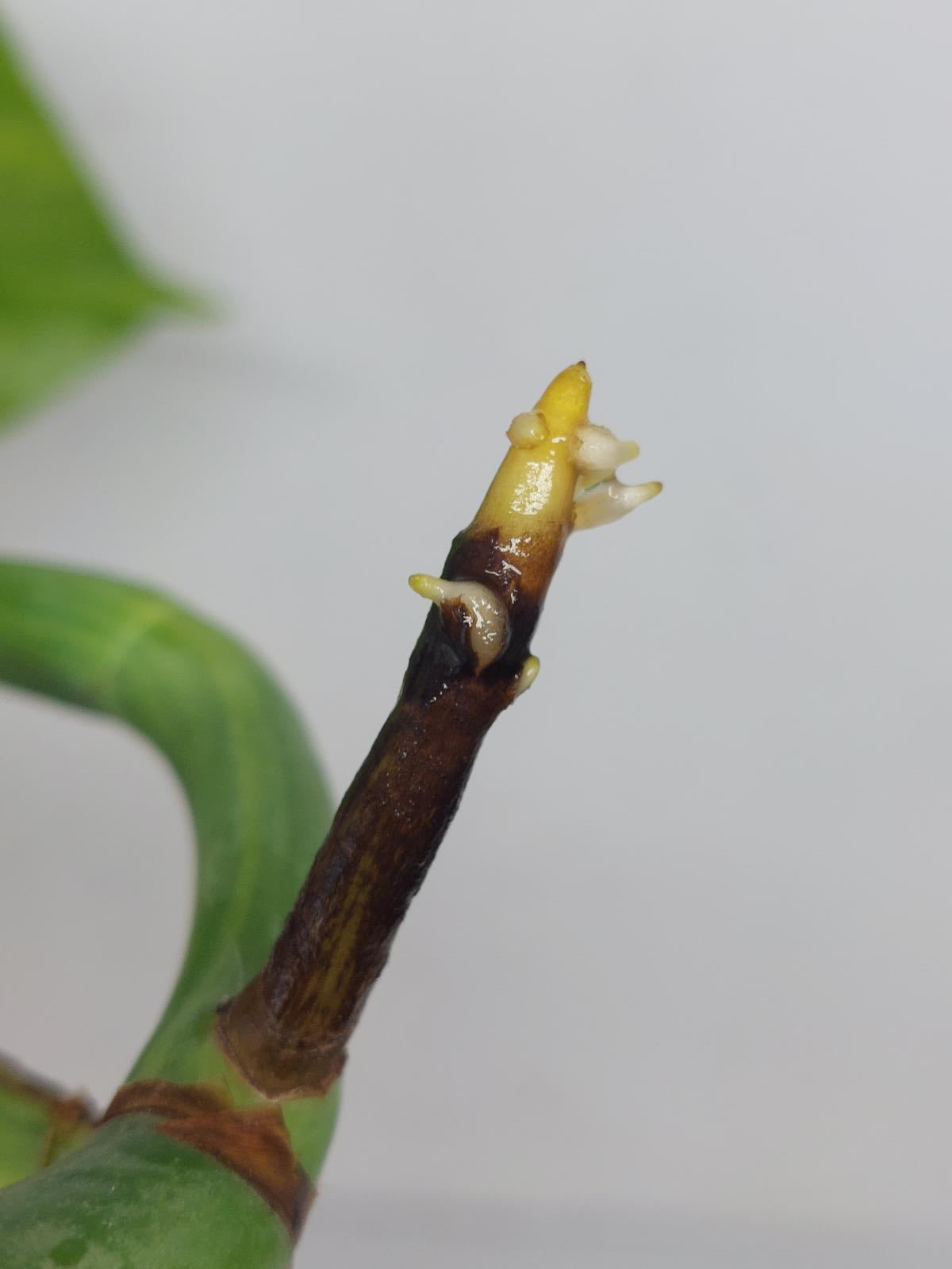 Sad Plants