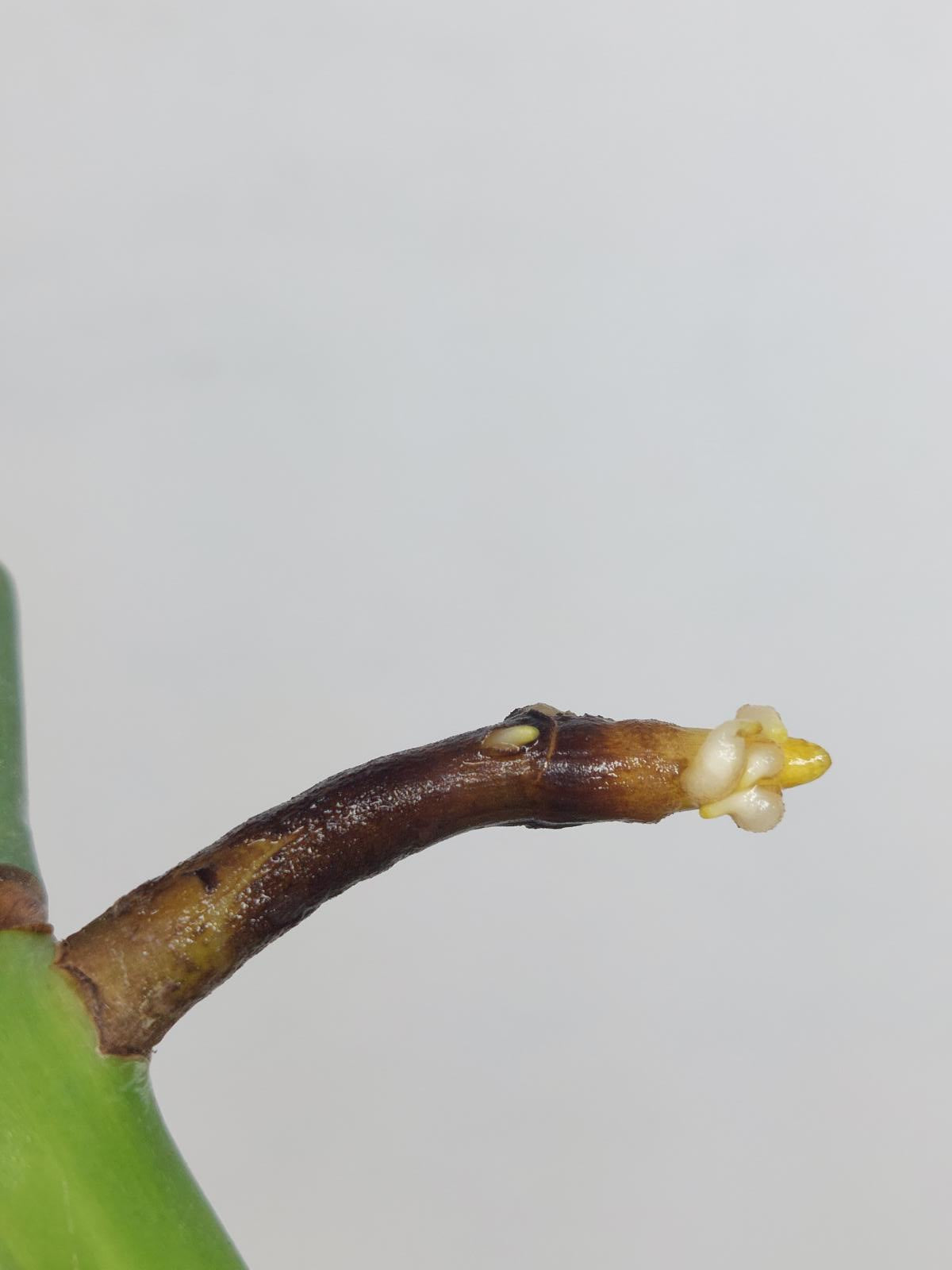 Sad Plants