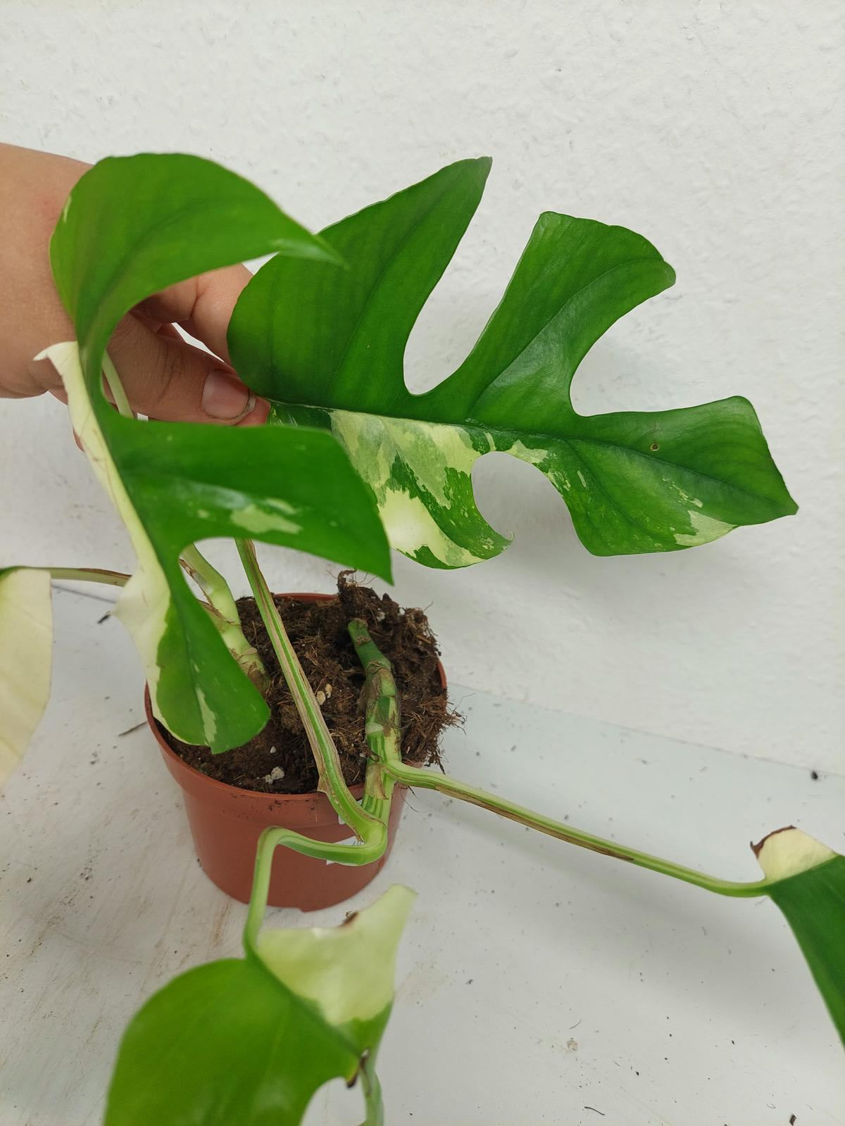Sad Plants