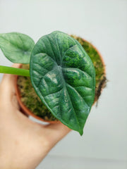 Alocasia Sinuata Aurea