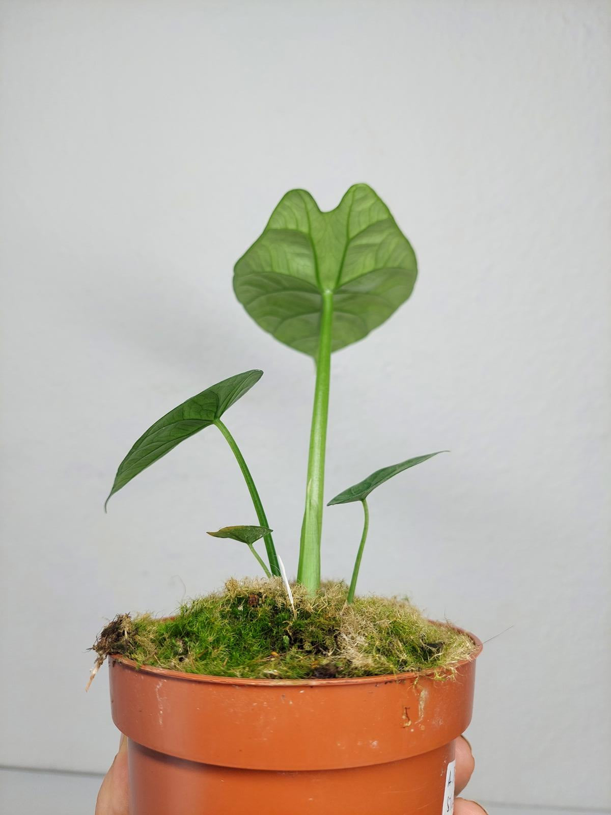 Alocasia Sinuata Aurea