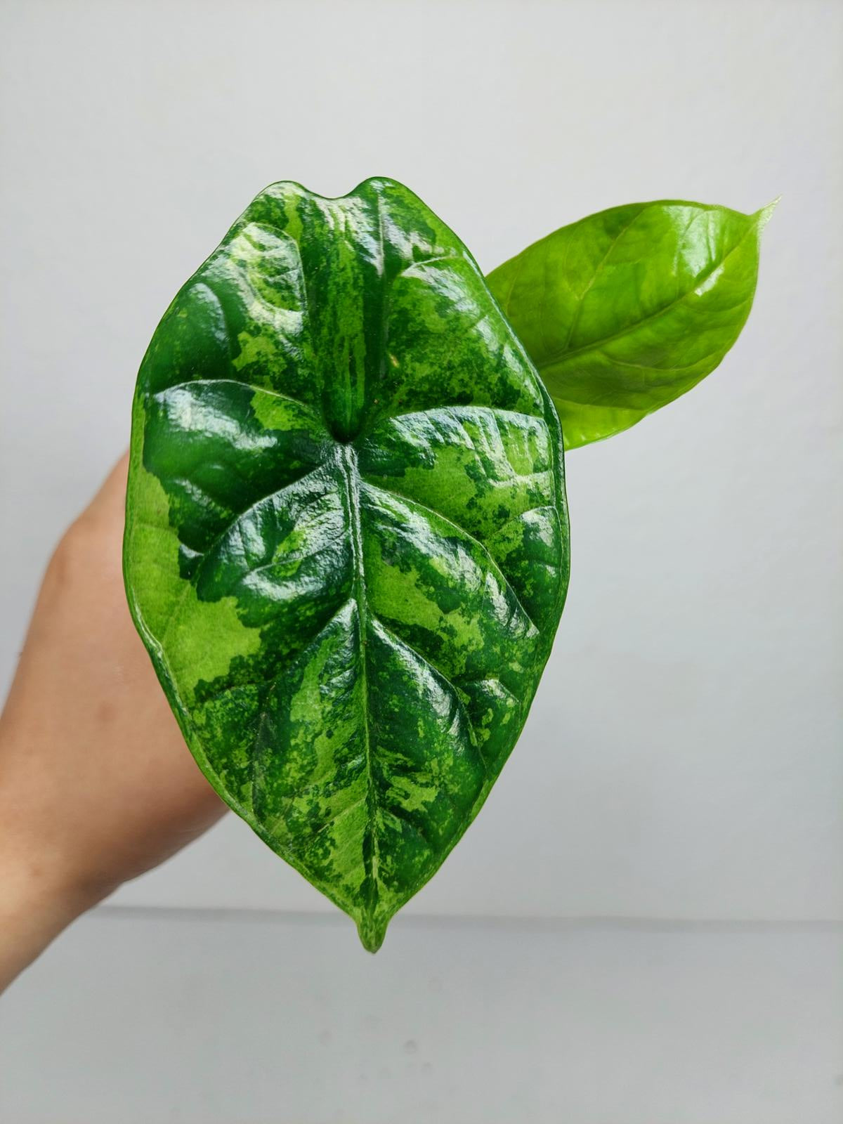 Alocasia Sinuata Aurea