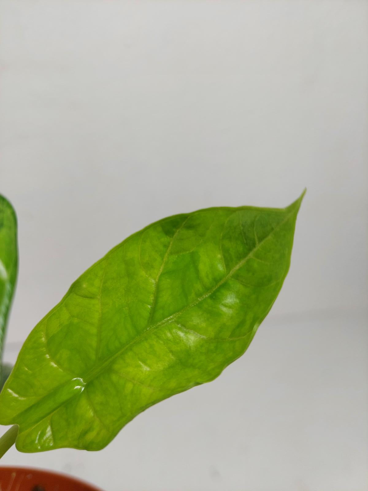 Alocasia Sinuata Aurea