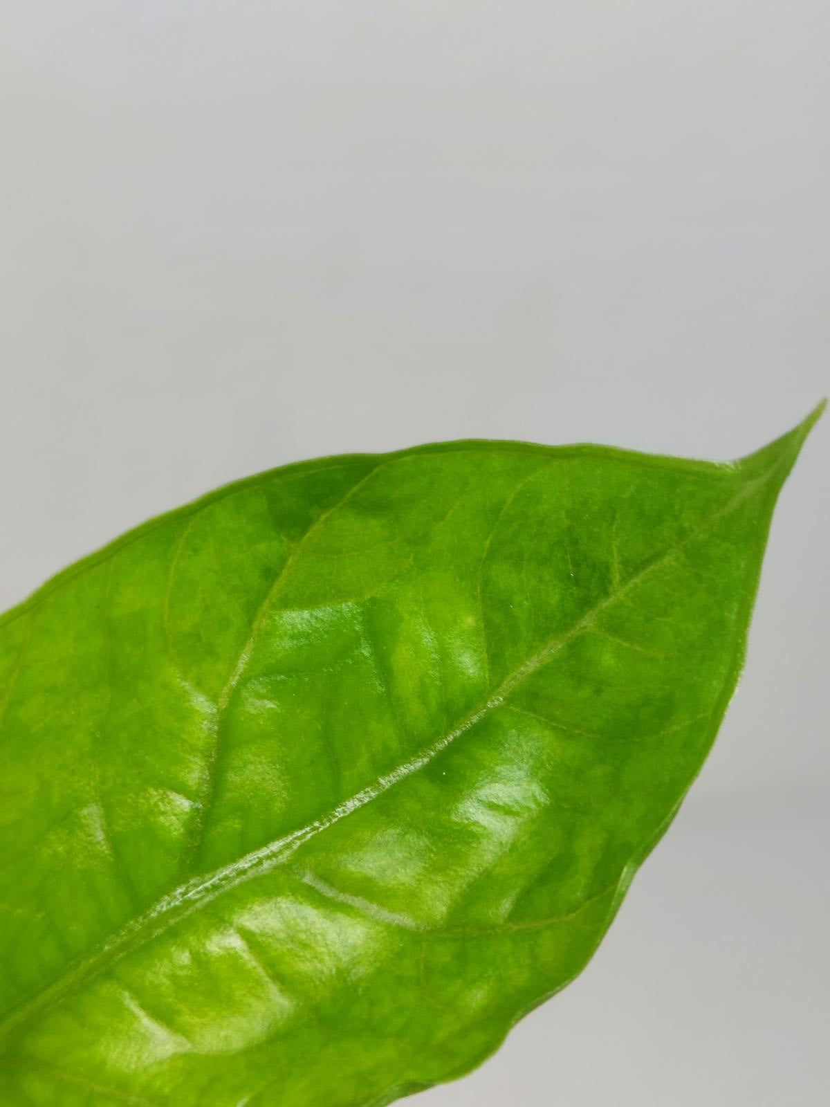Alocasia Sinuata Aurea