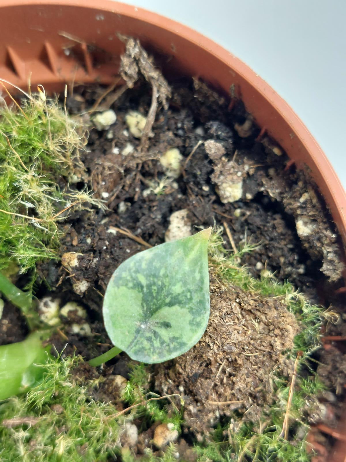 Alocasia Sinuata Aurea