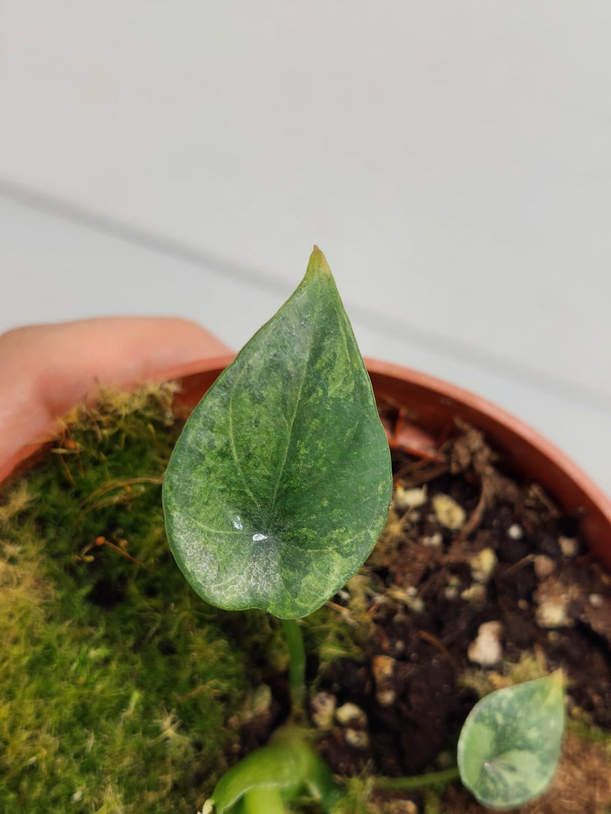 Alocasia Sinuata Aurea