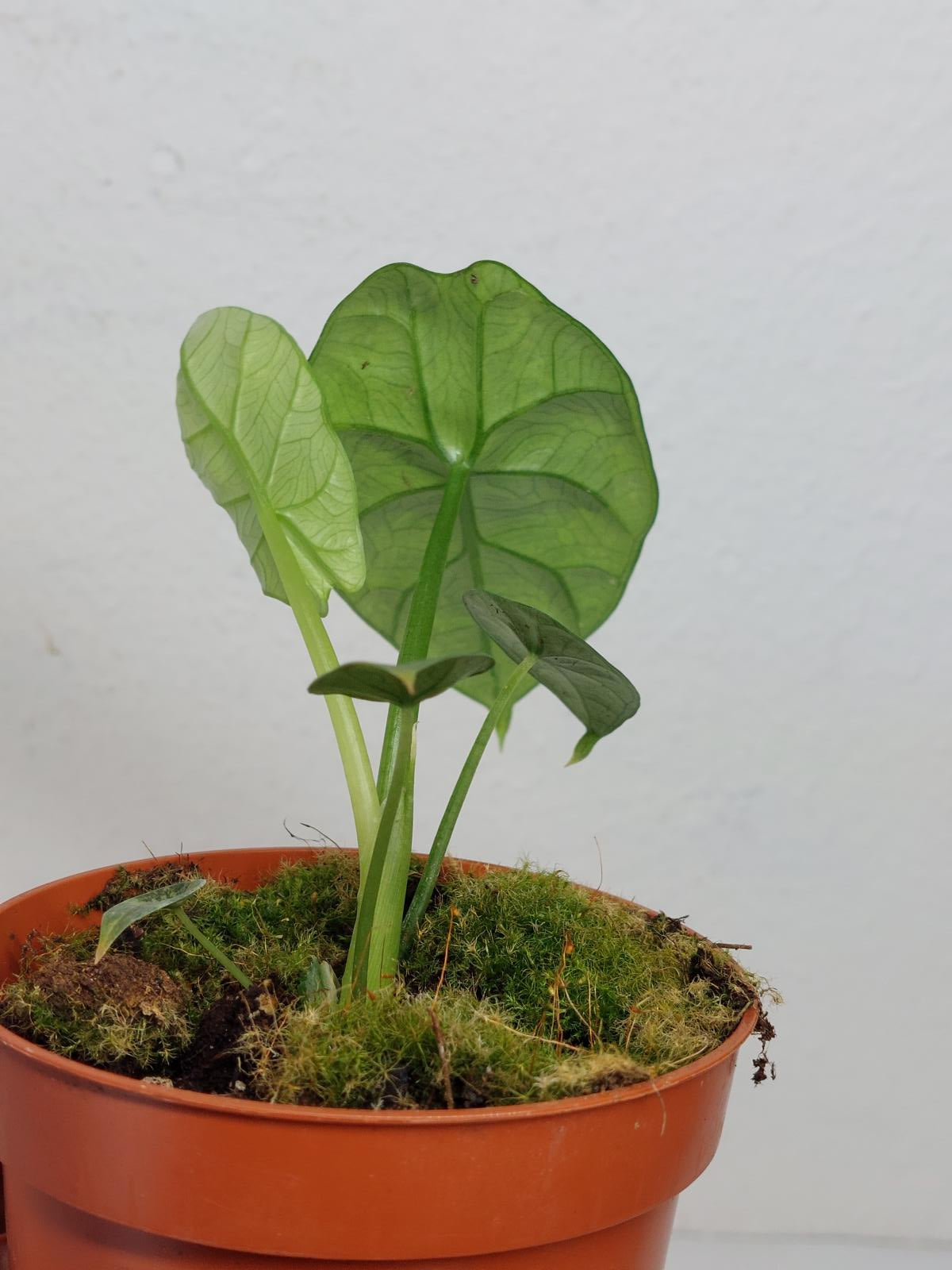 Alocasia Sinuata Aurea