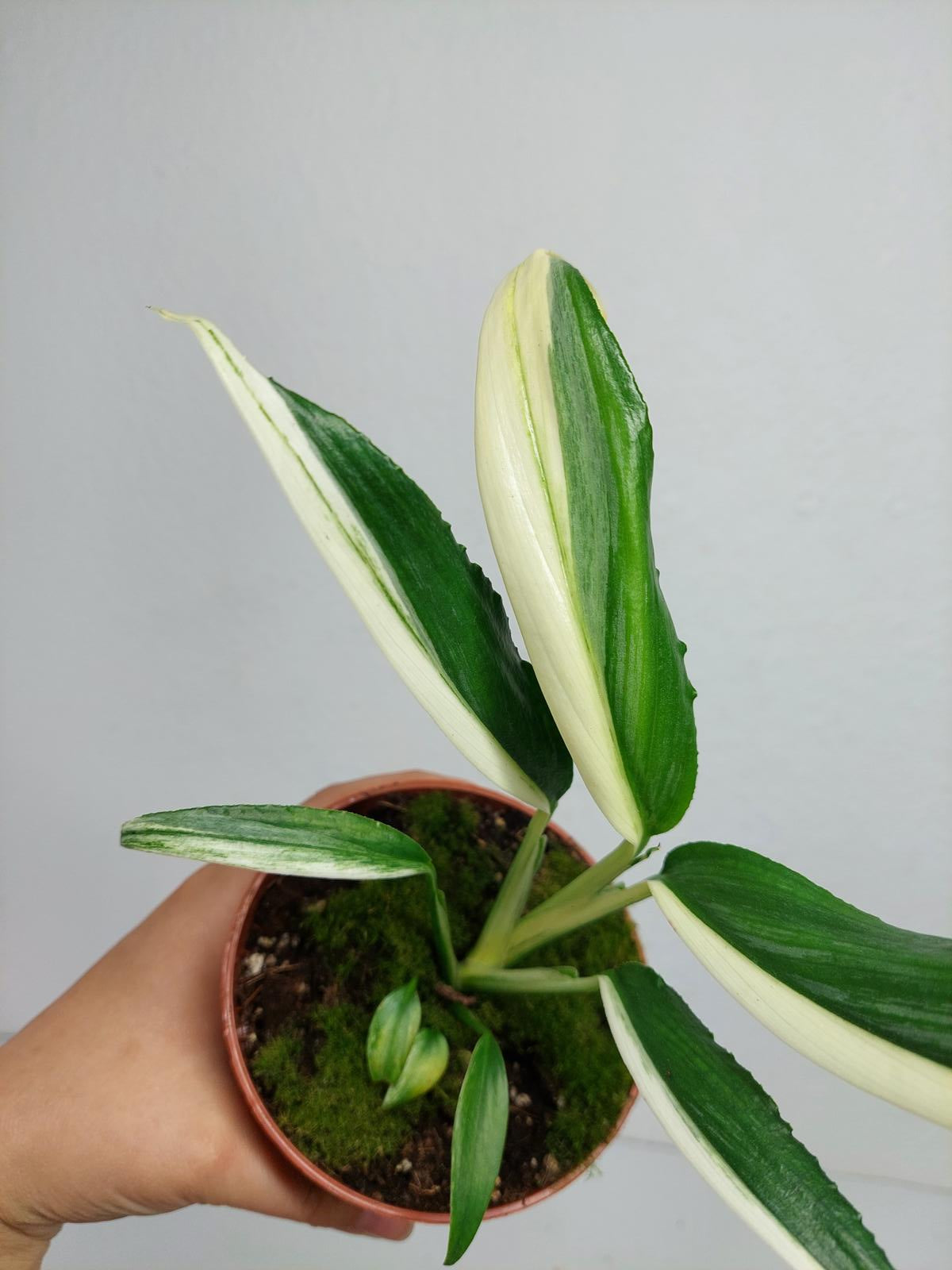 Epipremnum Amplissimum Variegata