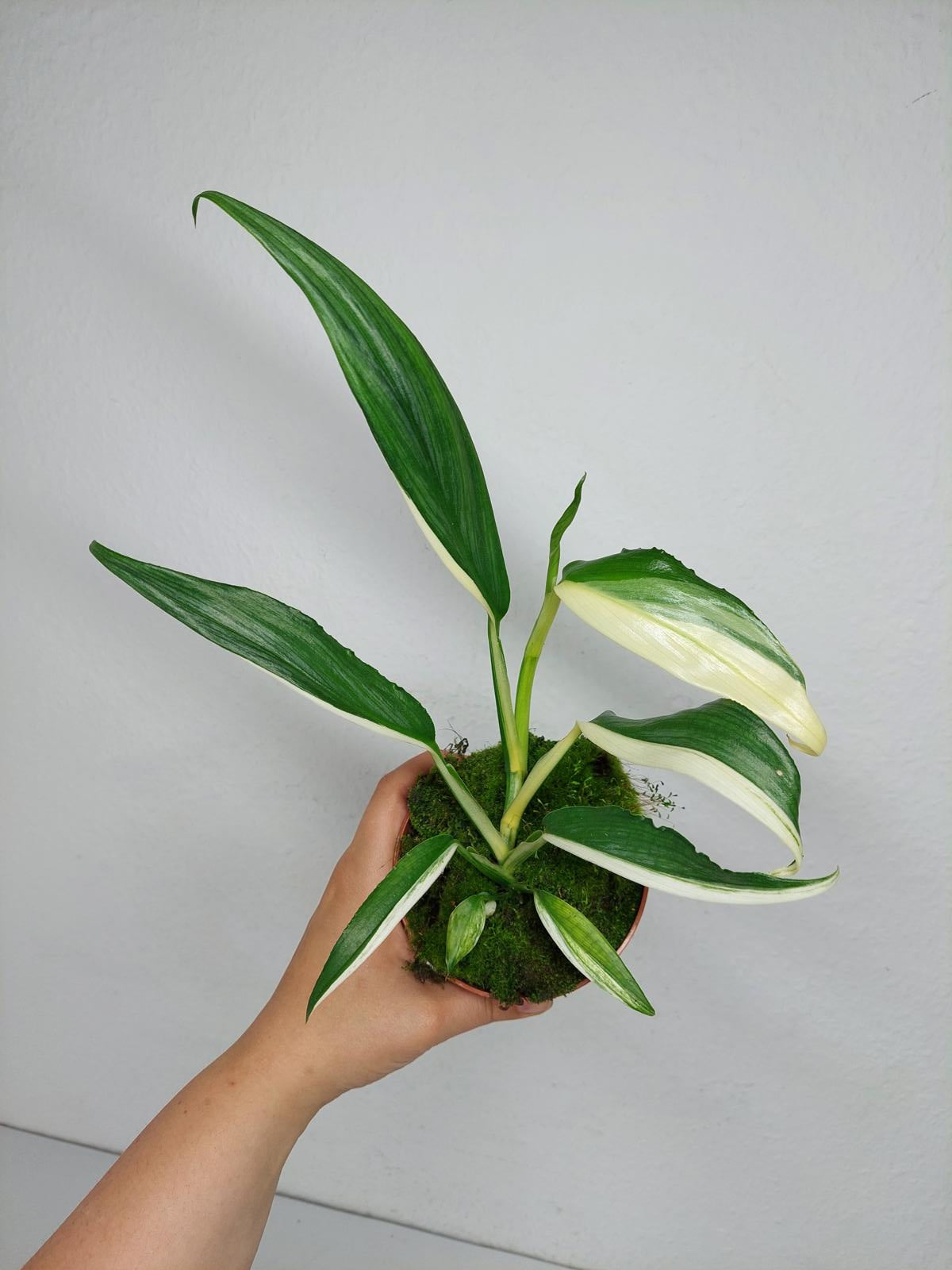 Epipremnum Amplissimum Variegata